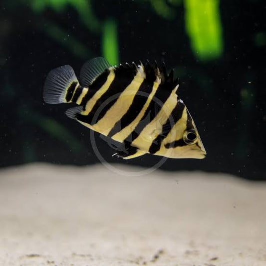 Datnioides Microlepis 'IT' by Iven Betta