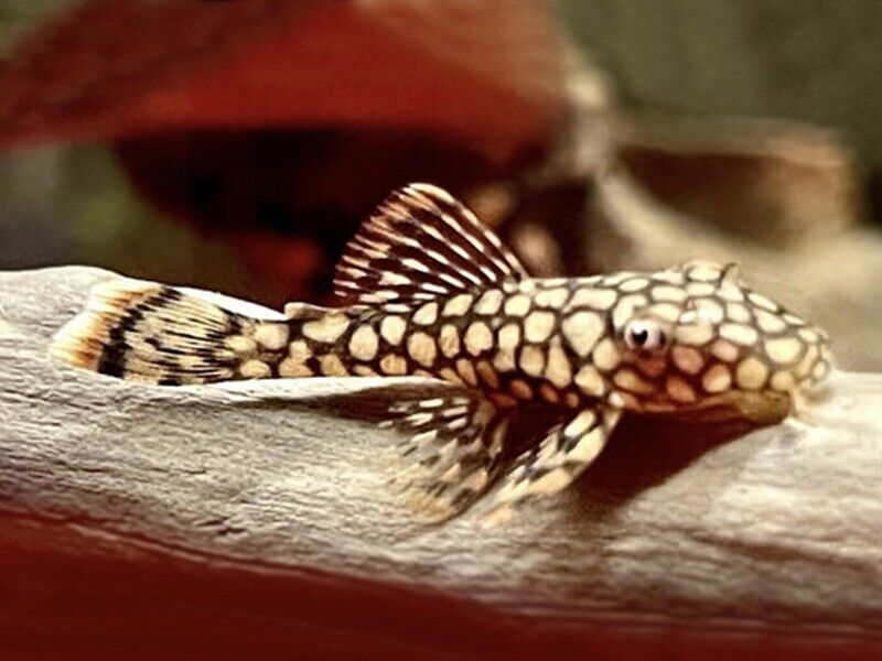 Ancistrus sp. 'Wabenmuster' by Iven Betta