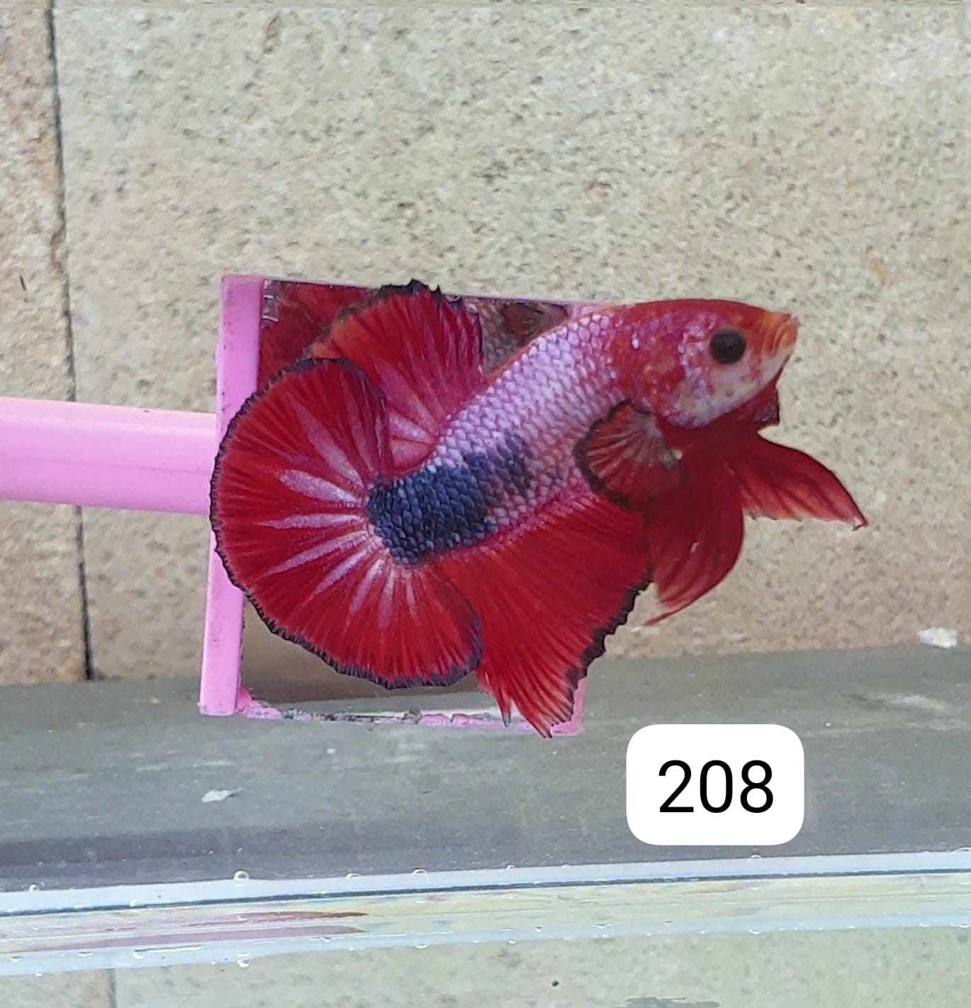 HMPK Betta Splendens #T208 by ivenbetta