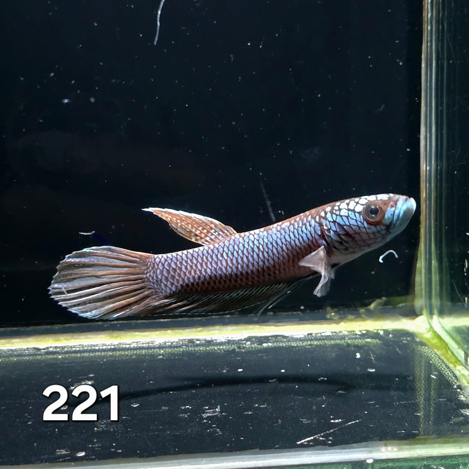 Antuta Male (IB221) by ivenbetta