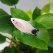 Xiphophorus Maculatus 'Panda Mickey' by Iven Betta