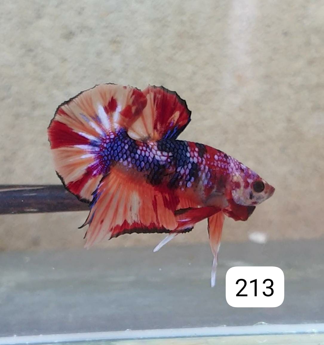 HMPK Betta Splendens #T213 by ivenbetta