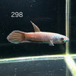 Antuta Male (A298) by ivenbetta