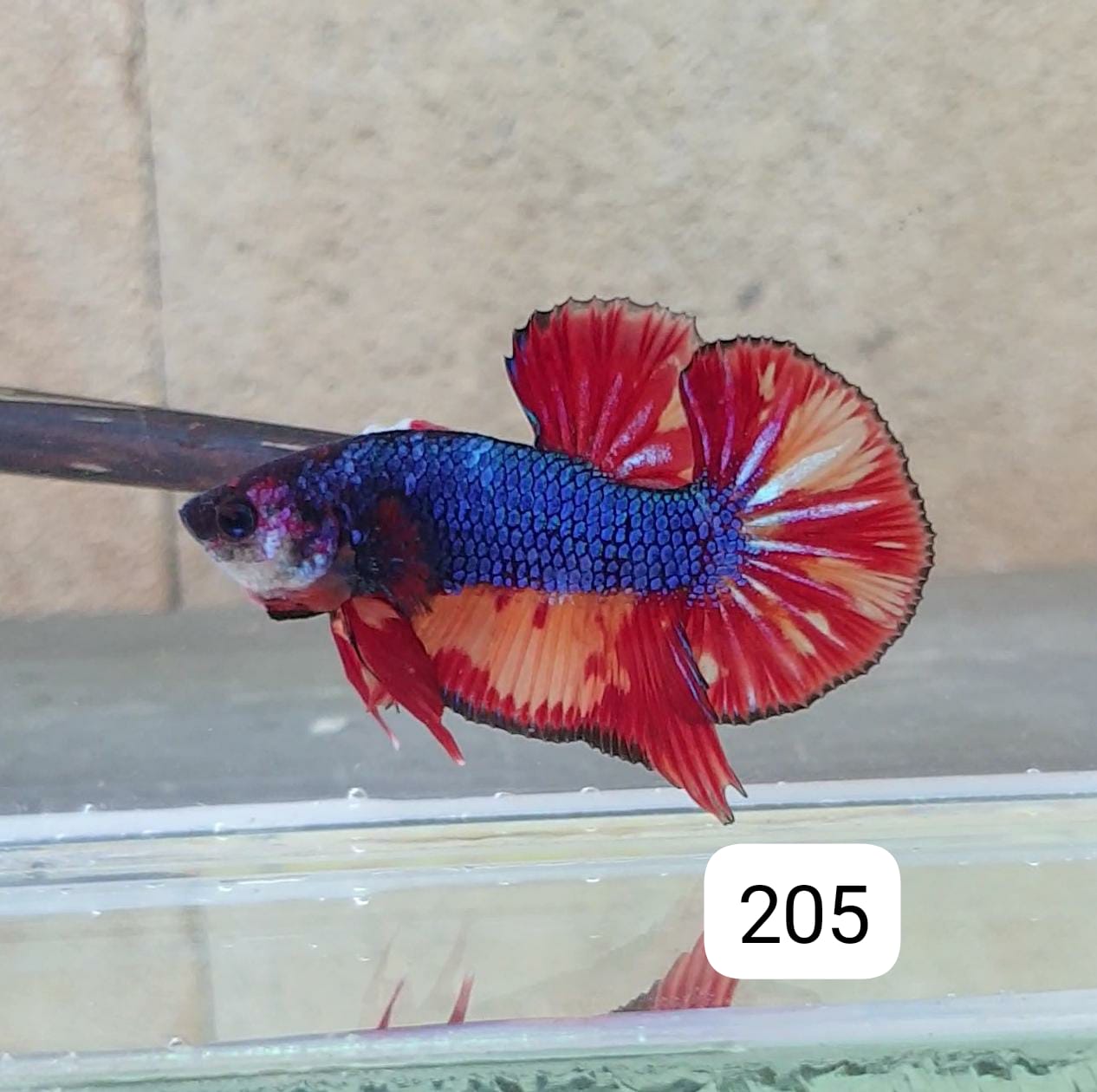 HMPK Betta Splendens #T205 by ivenbetta
