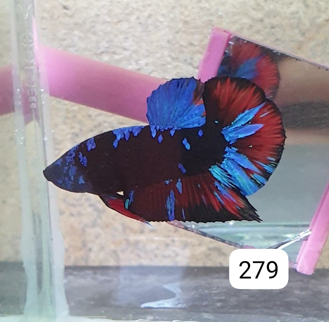 HMPK Betta Splendens #T279 by ivenbetta