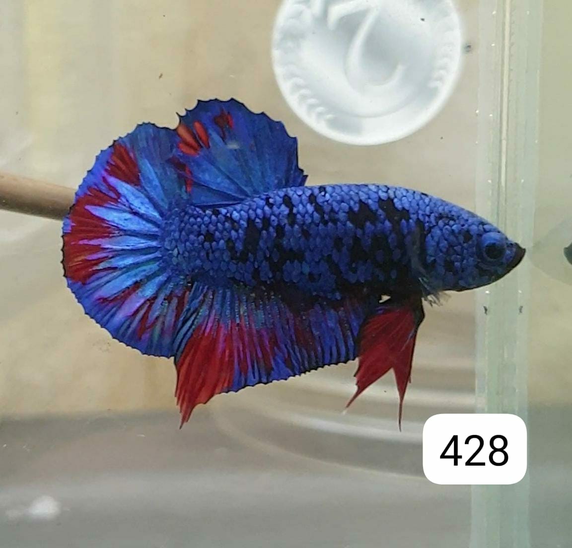 HMPK Betta Splendens #T428 by ivenbetta