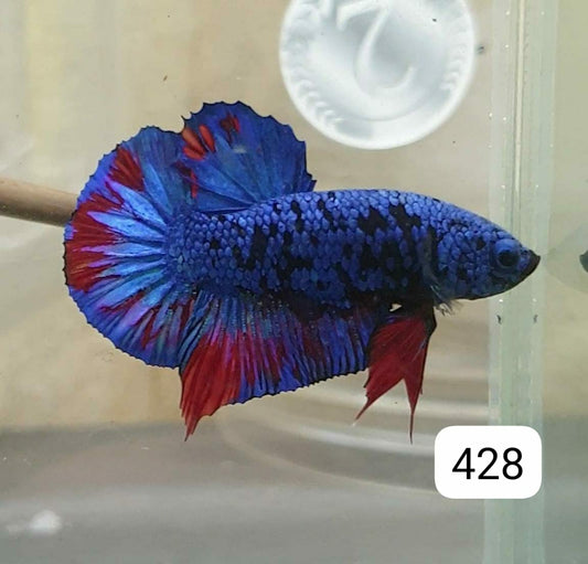 HMPK Betta Splendens #T428 by ivenbetta