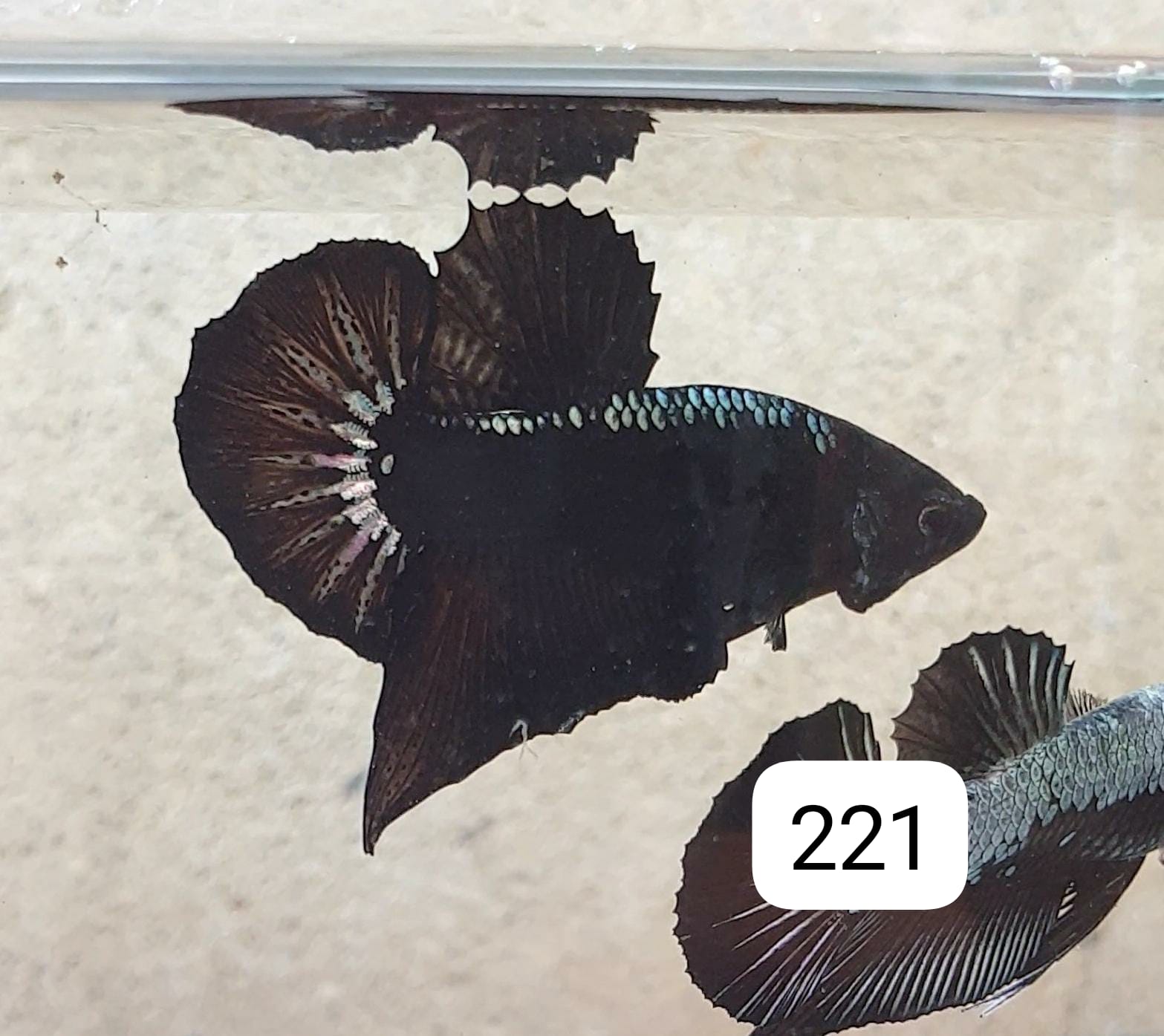 HMPK Betta Splendens #T221 by ivenbetta