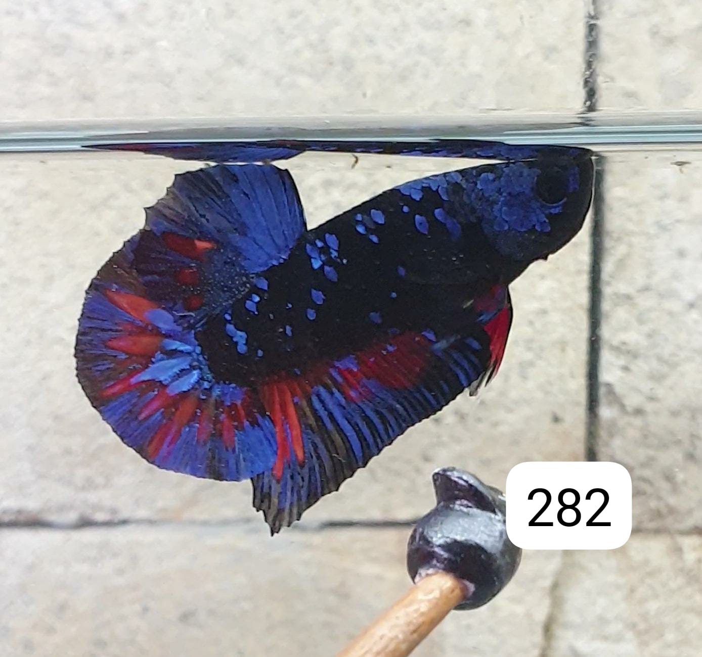HMPK Betta Splendens #T282 by ivenbetta
