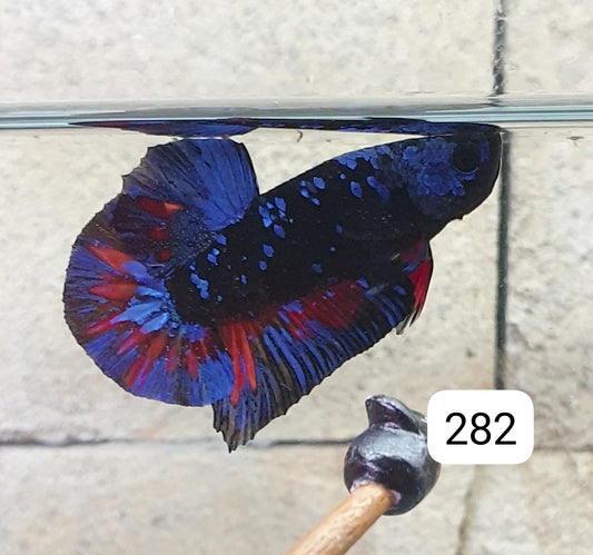HMPK Betta Splendens #T282 by ivenbetta