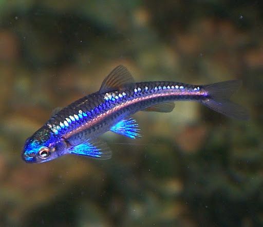 Notropis Chrosomus by Iven Betta