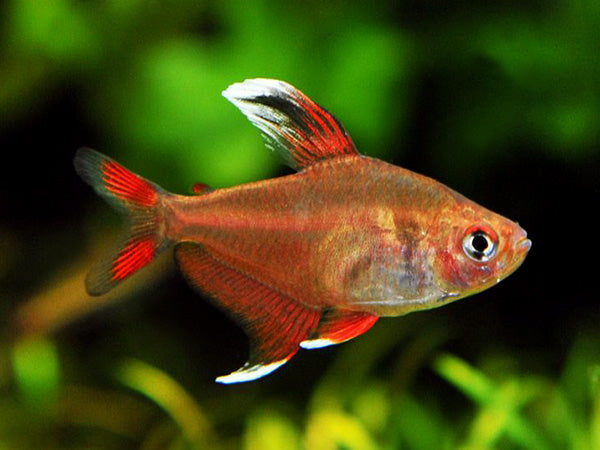Hyphessobrycon Rosaceus by Iven Betta