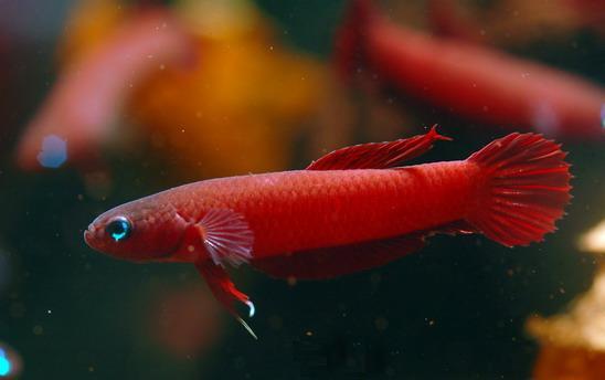Betta Rutilans by Iven Betta