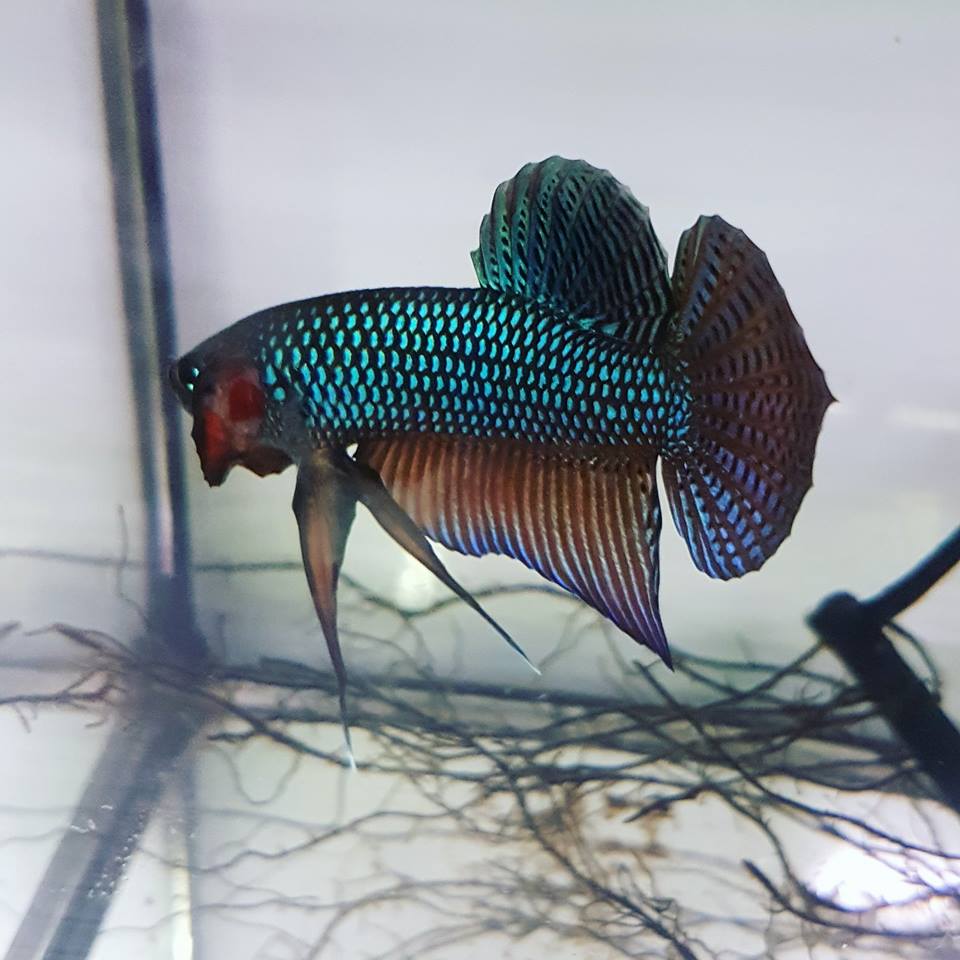 Betta Smaragdina by Iven Betta