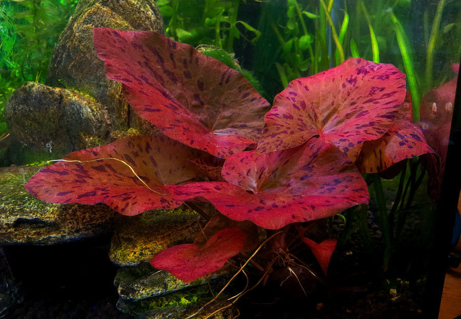 Nymphaea Zenkeri by Iven Betta