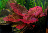 Nymphaea Zenkeri by Iven Betta