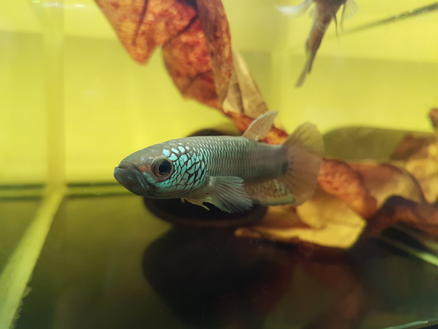 Betta sp. Antuta by Iven Betta