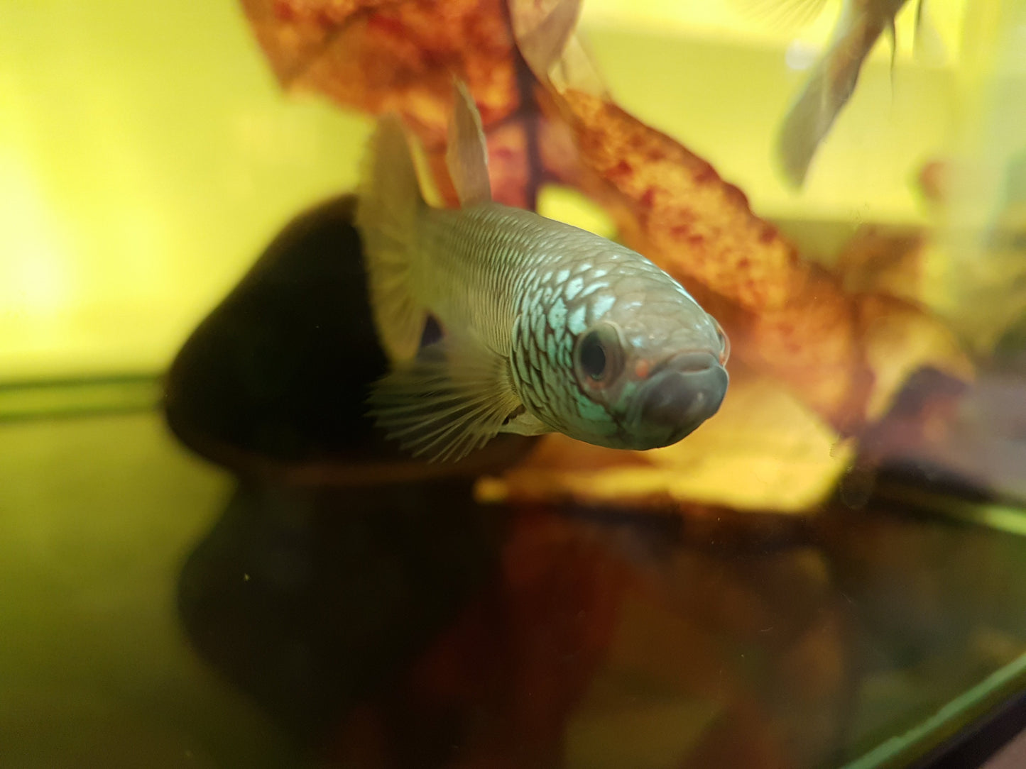 Betta sp. Antuta by Iven Betta