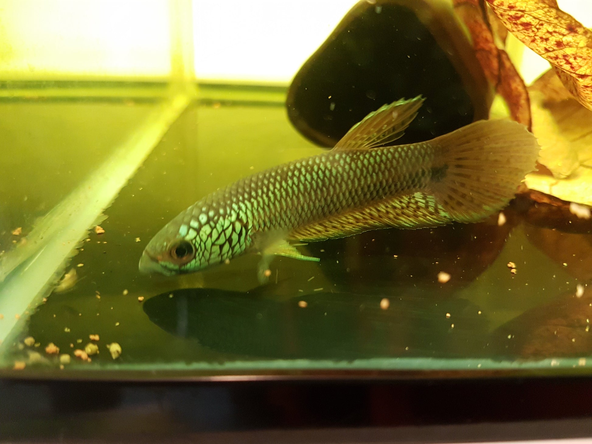Betta sp. Antuta by Iven Betta