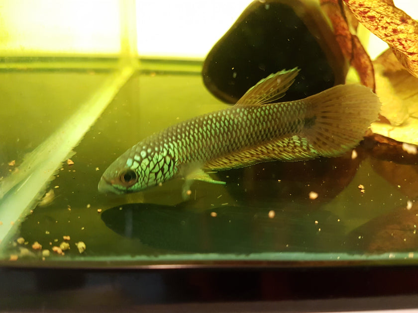 Betta sp. Antuta by Iven Betta