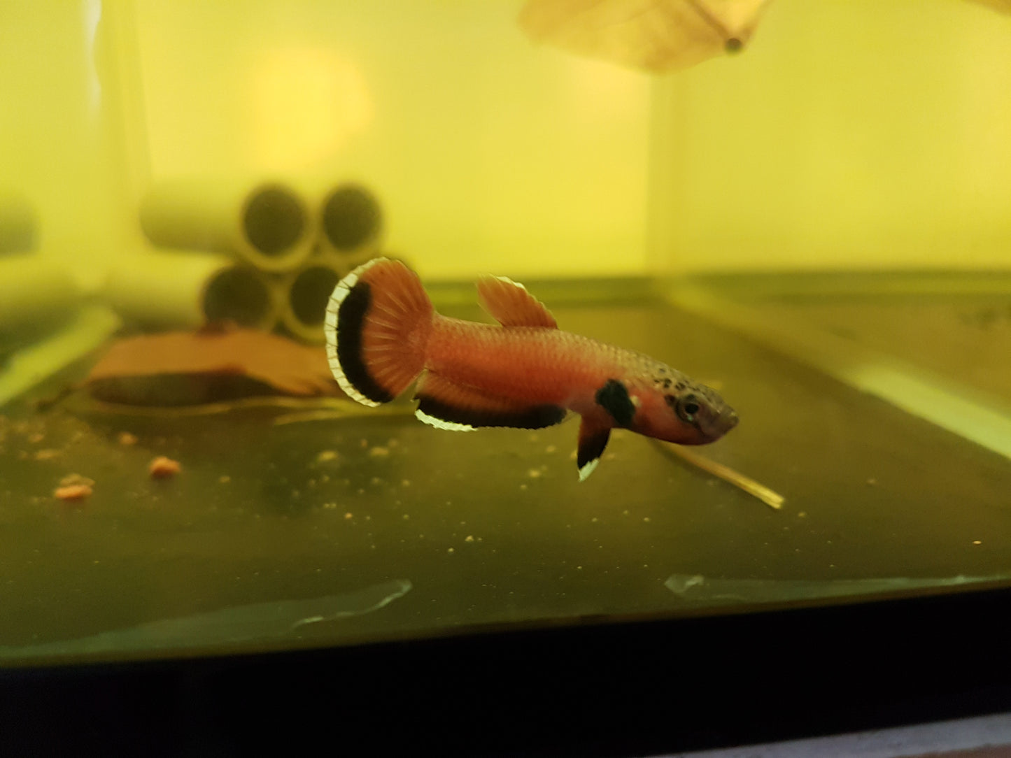 Betta Channoides by Iven Betta