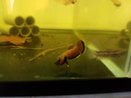 Betta Channoides by Iven Betta