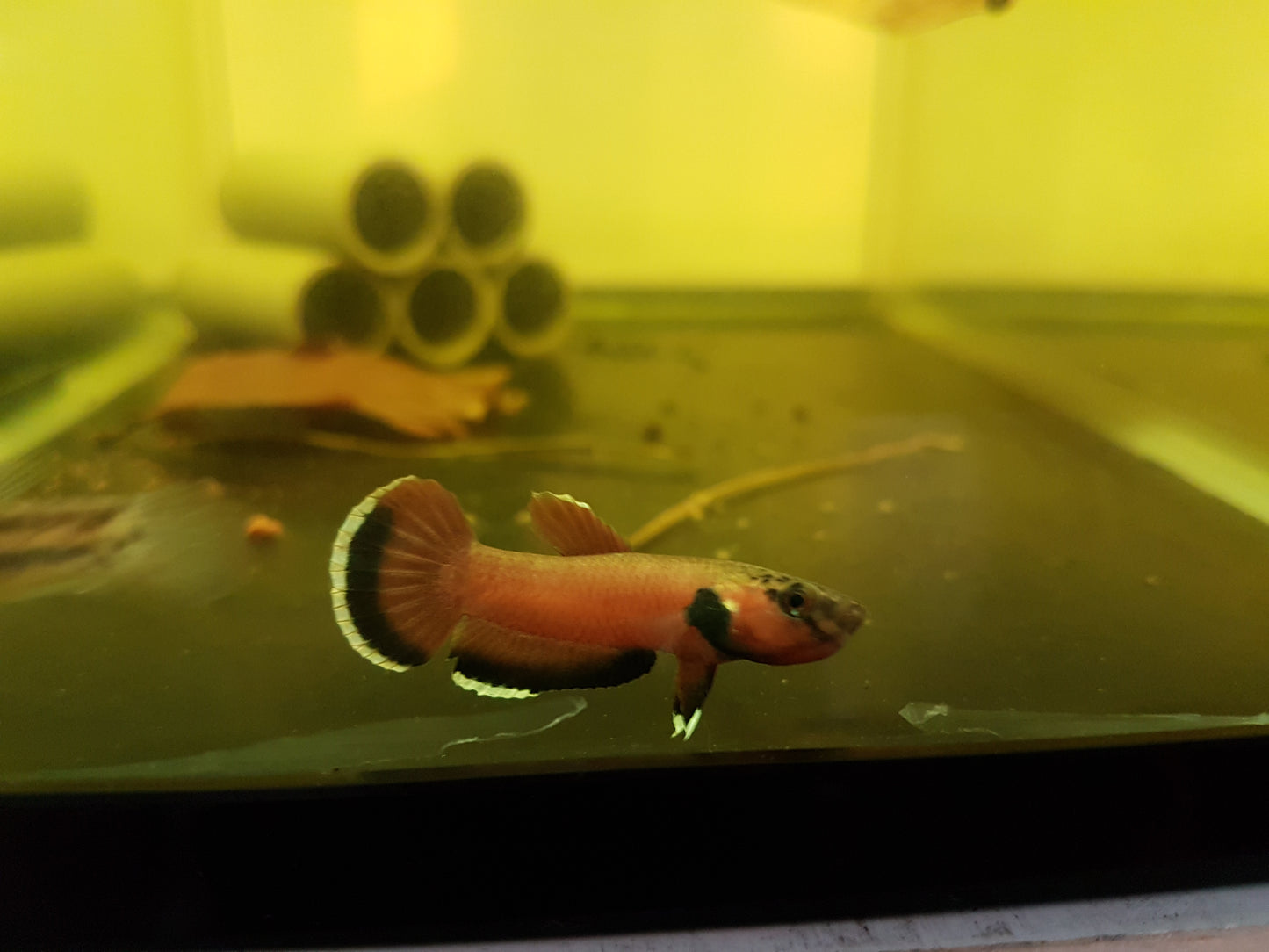 Betta Channoides by Iven Betta
