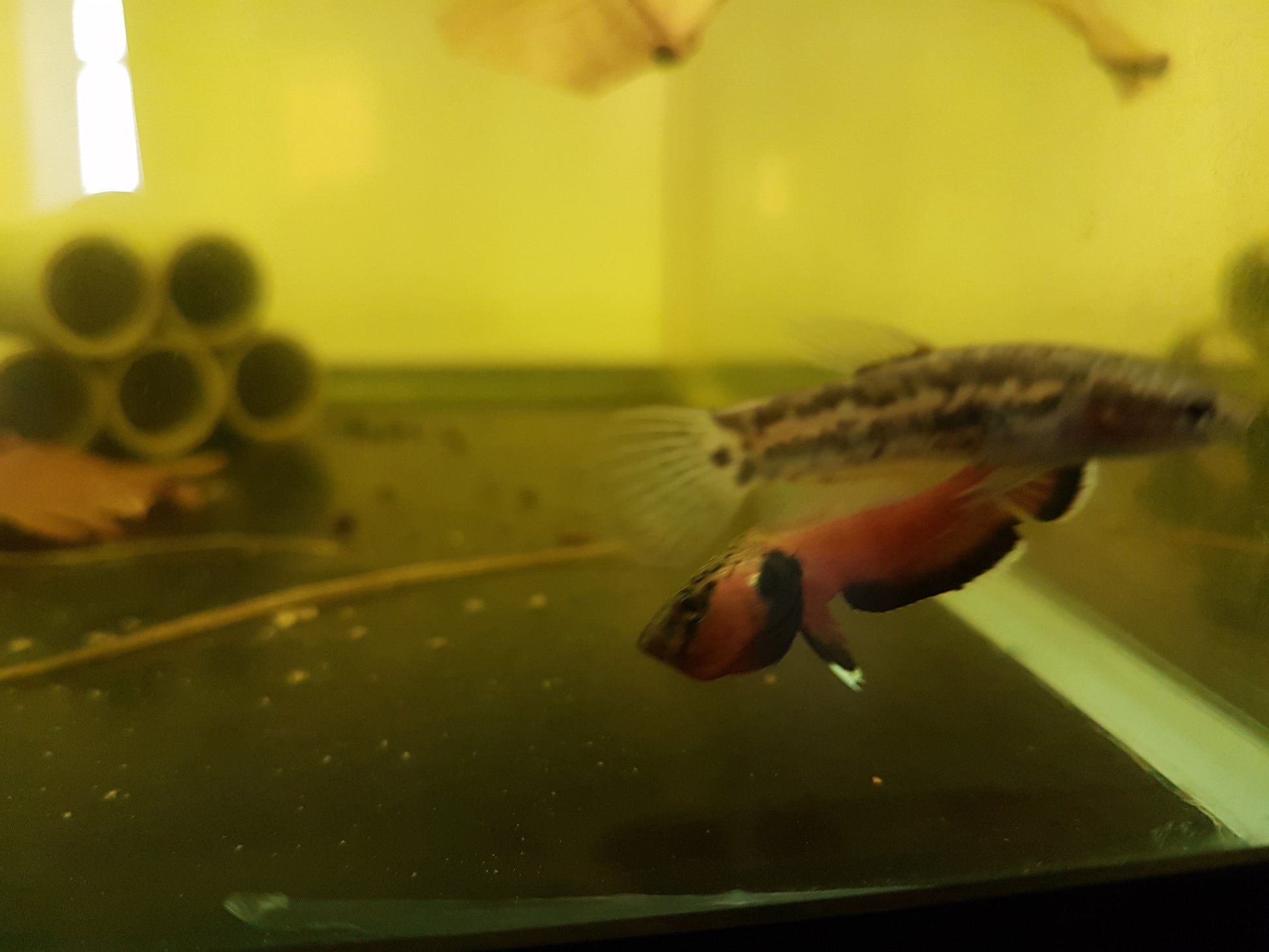 Betta Channoides by Iven Betta