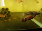 Betta Channoides by Iven Betta
