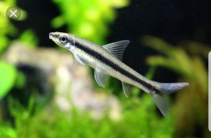 Crossocheilus Oblongus by Iven Betta
