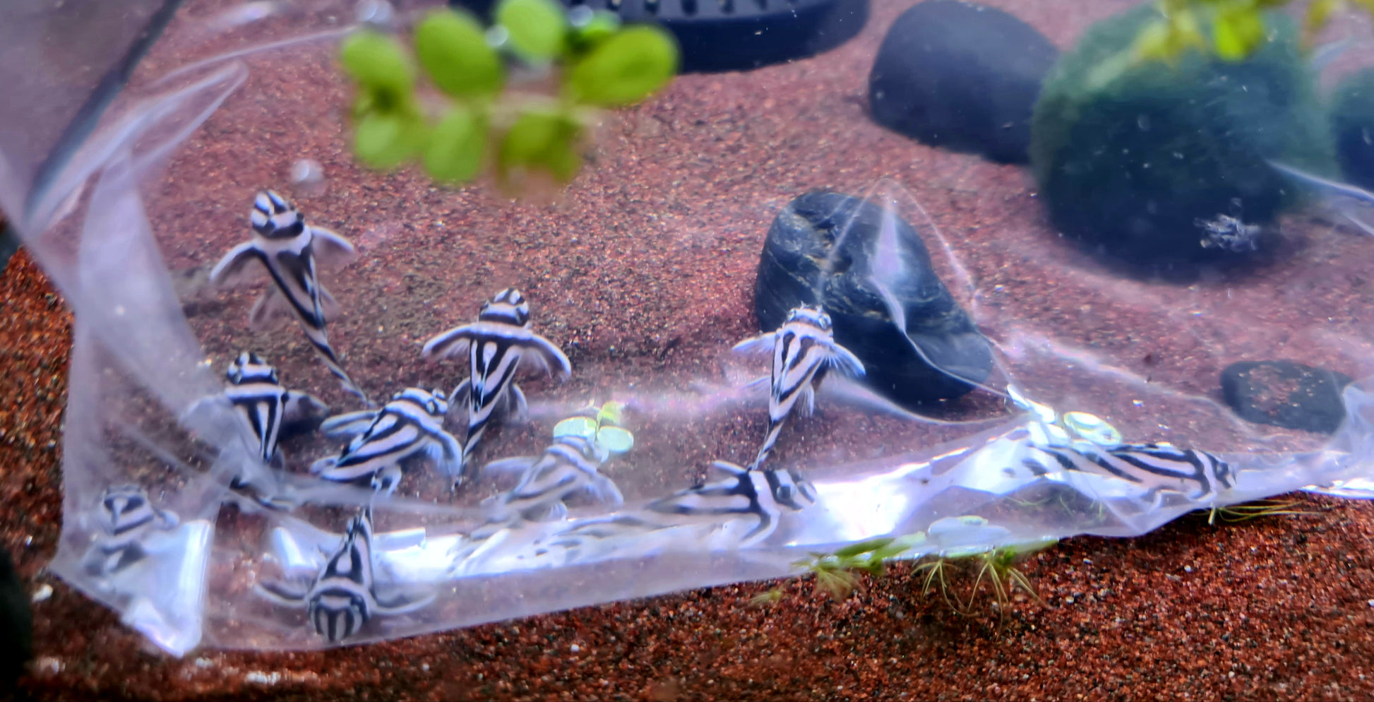 Hypancistrus Zebra L46 by Iven Betta