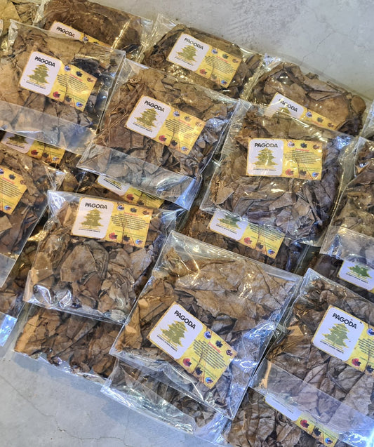Pagoda - Catappa Leaf (KTP) 100G by Iven Betta