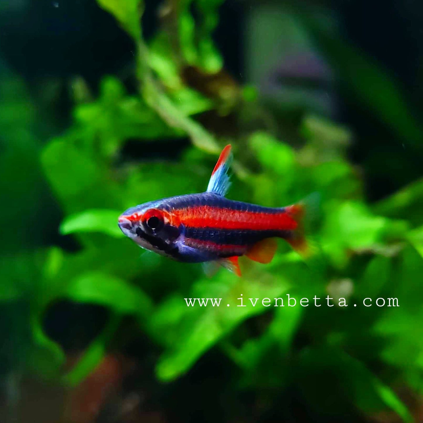 Nannostomus Mortenthaleri by Iven Betta