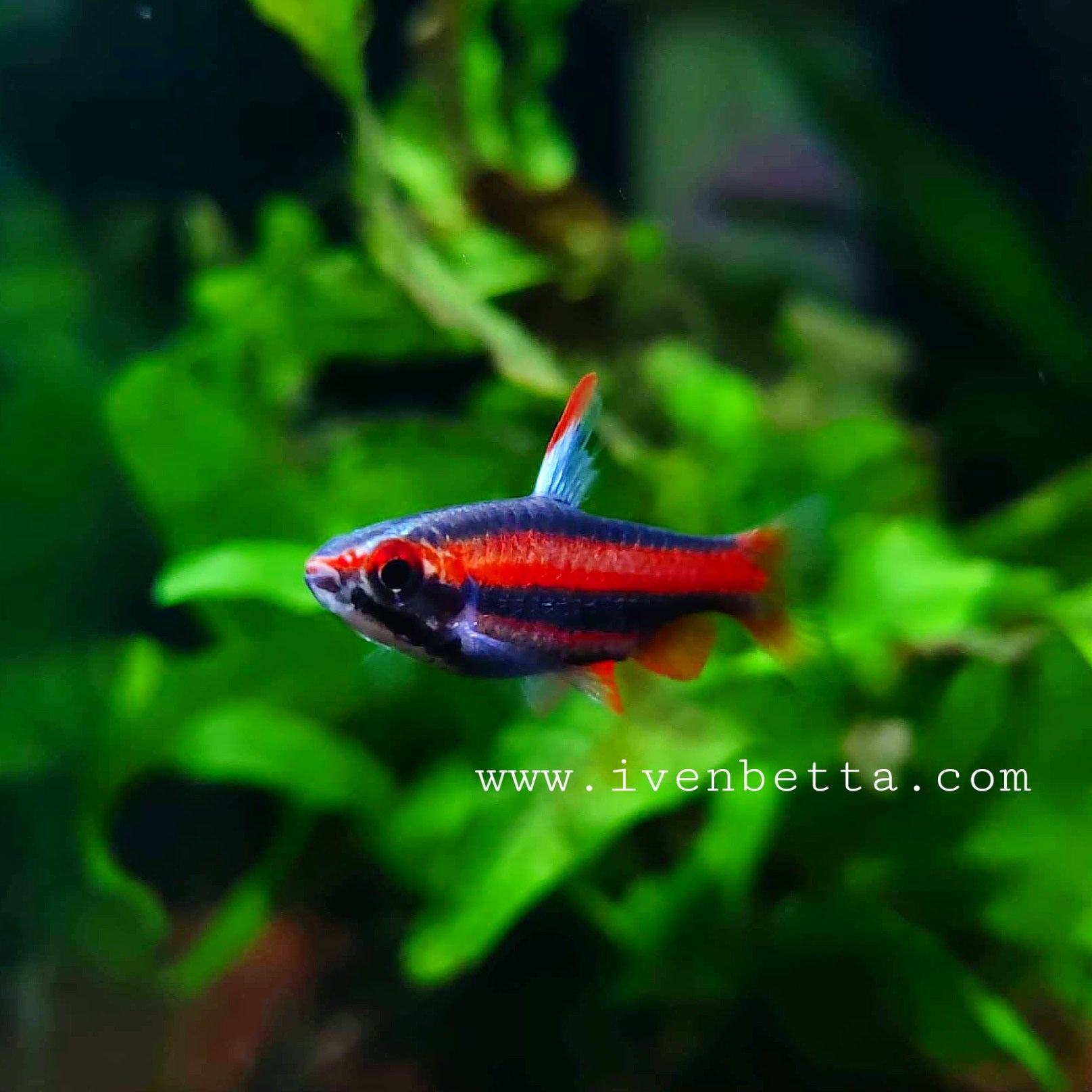 Nannostomus Mortenthaleri by Iven Betta