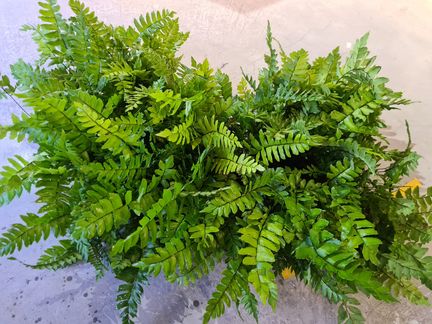 Adiantum sp. by Iven Betta