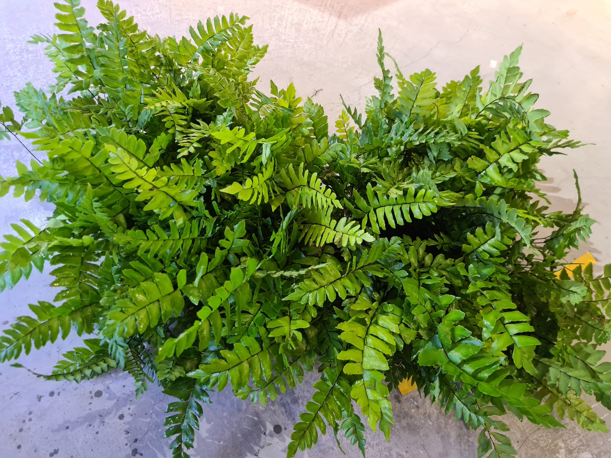 Adiantum sp. by Iven Betta