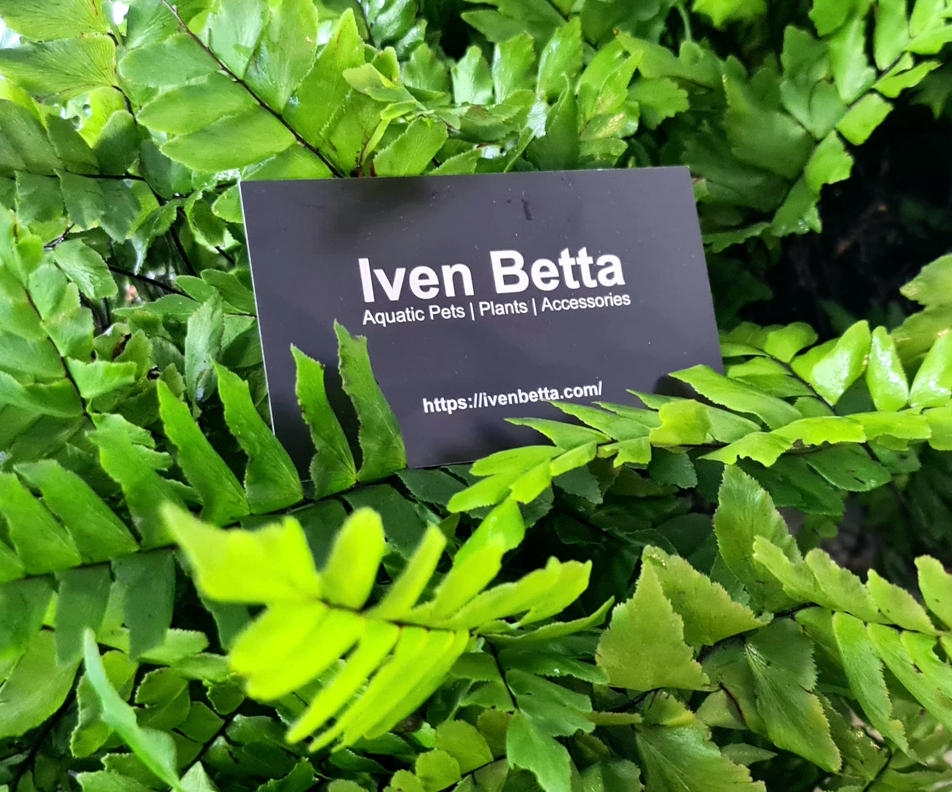 Adiantum sp. by Iven Betta