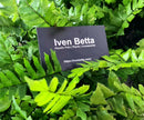 Adiantum sp. by Iven Betta