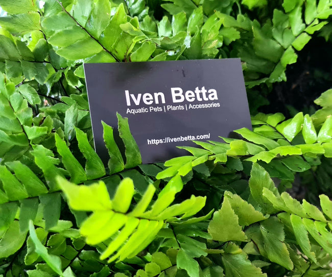 Adiantum sp. by Iven Betta