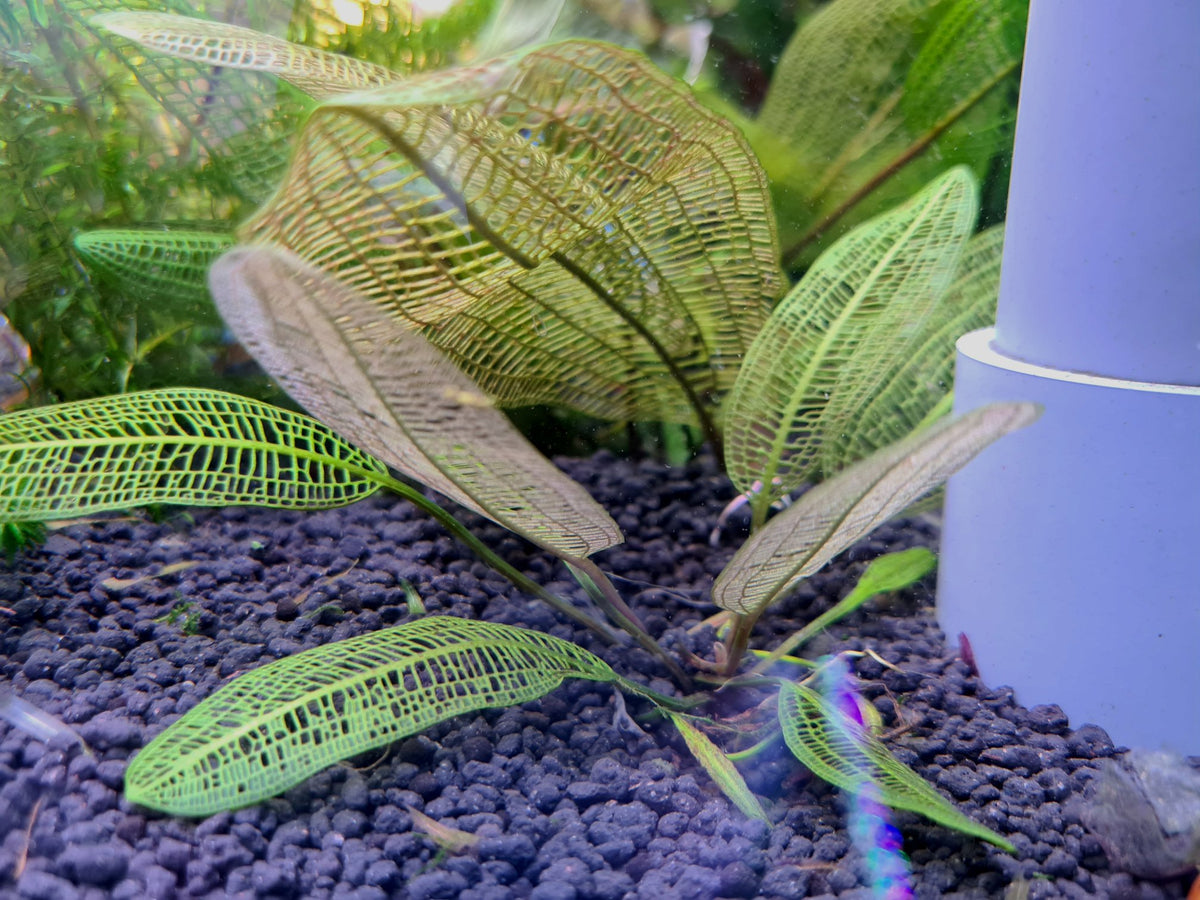 Aponogeton Madagascariensis by Iven Betta
