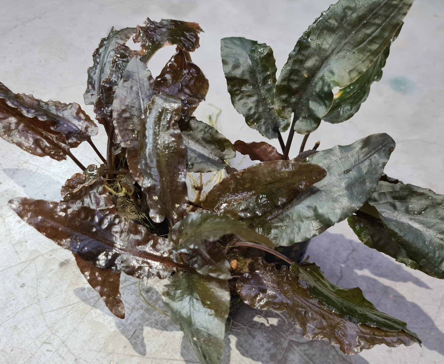 Cryptocoryne Wendtii var. Tropica by Iven Betta