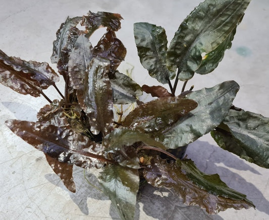 Cryptocoryne Wendtii var. Tropica by Iven Betta