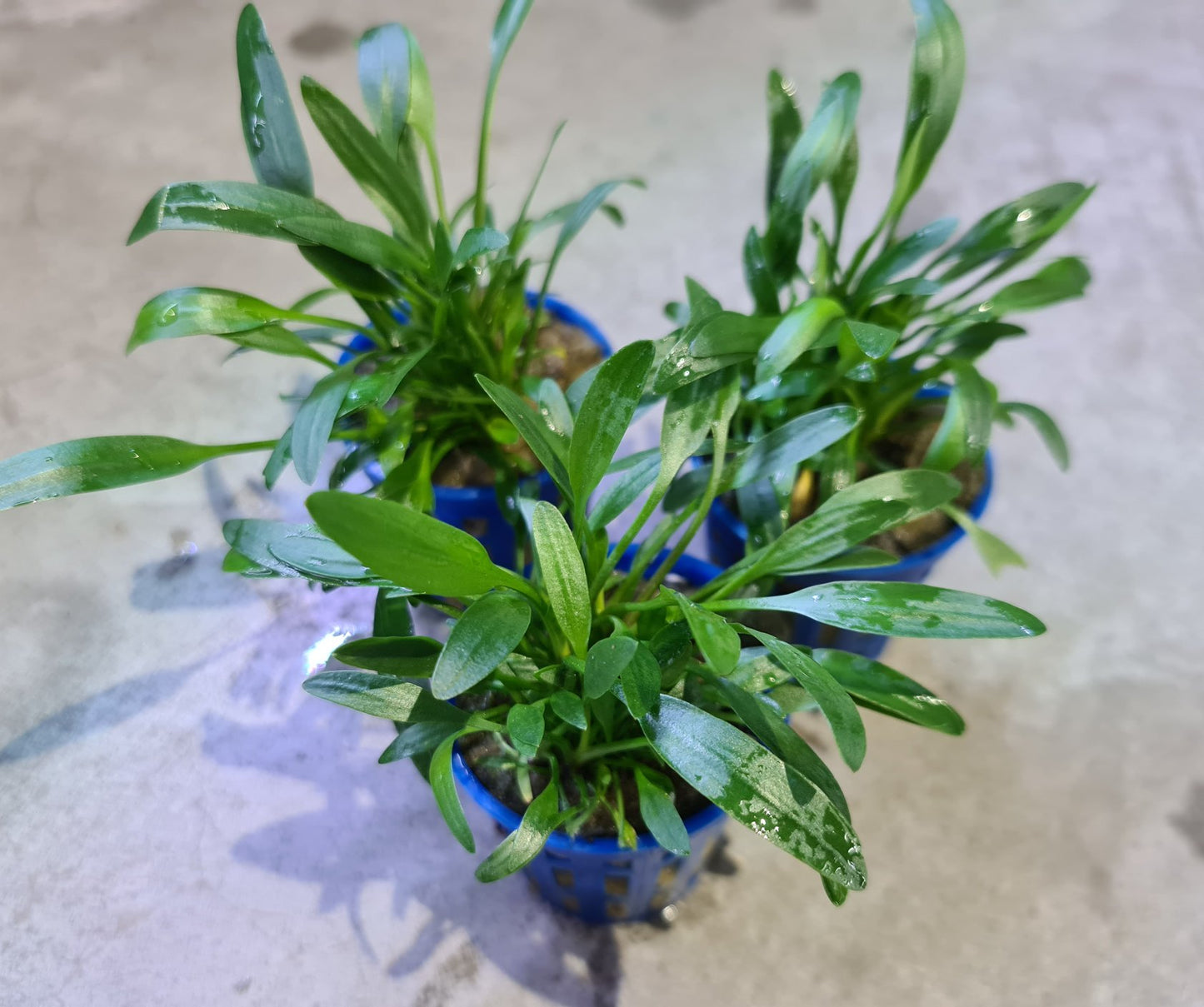 Cryptocoryne Lucens by Iven Betta