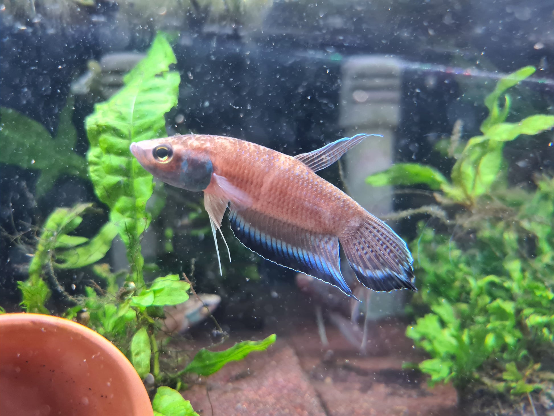 Betta Enisae by Iven Betta