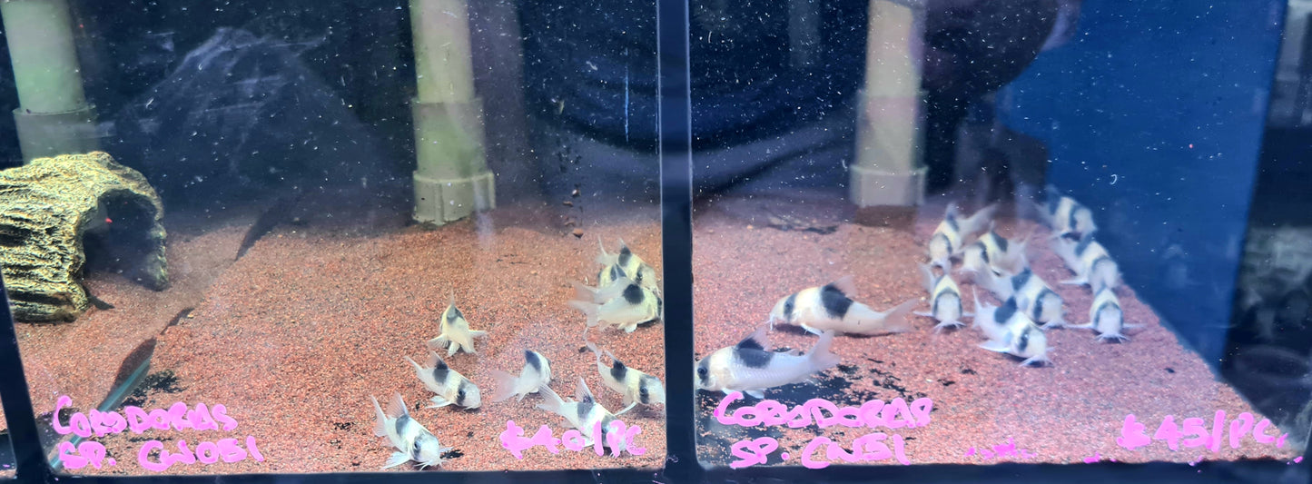 Corydoras sp. CW051 by Iven Betta