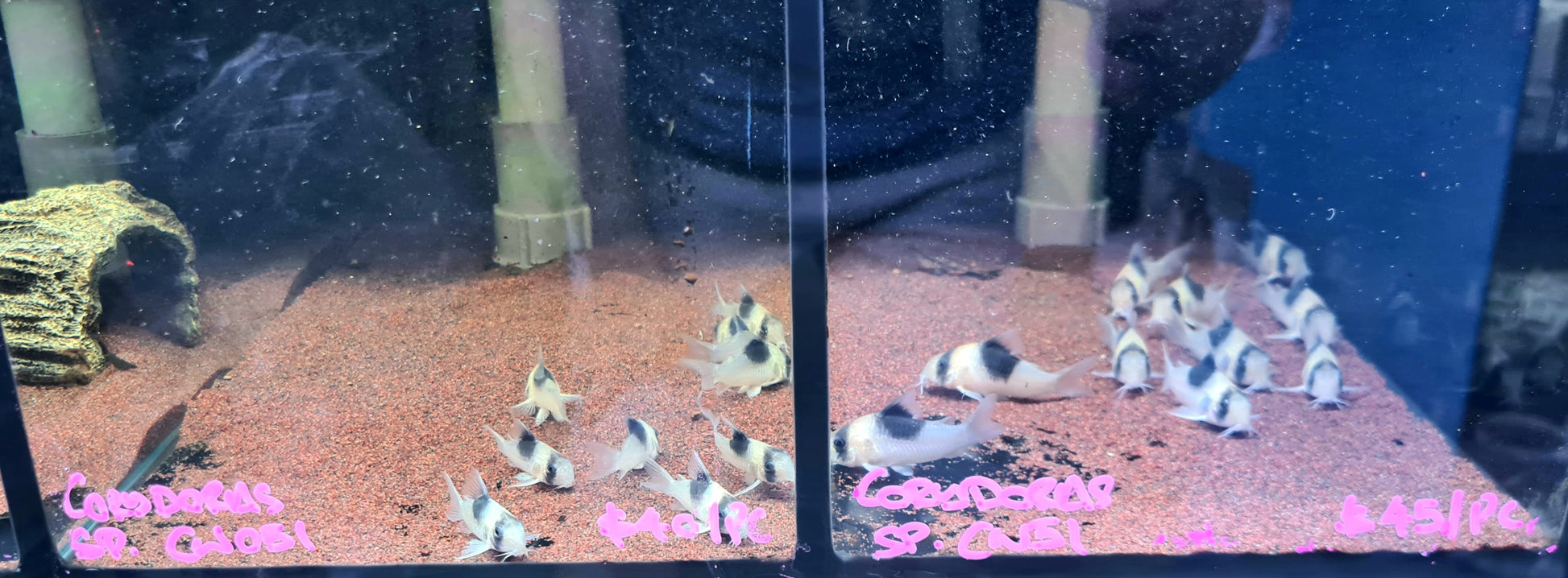 Corydoras sp. CW051 by Iven Betta
