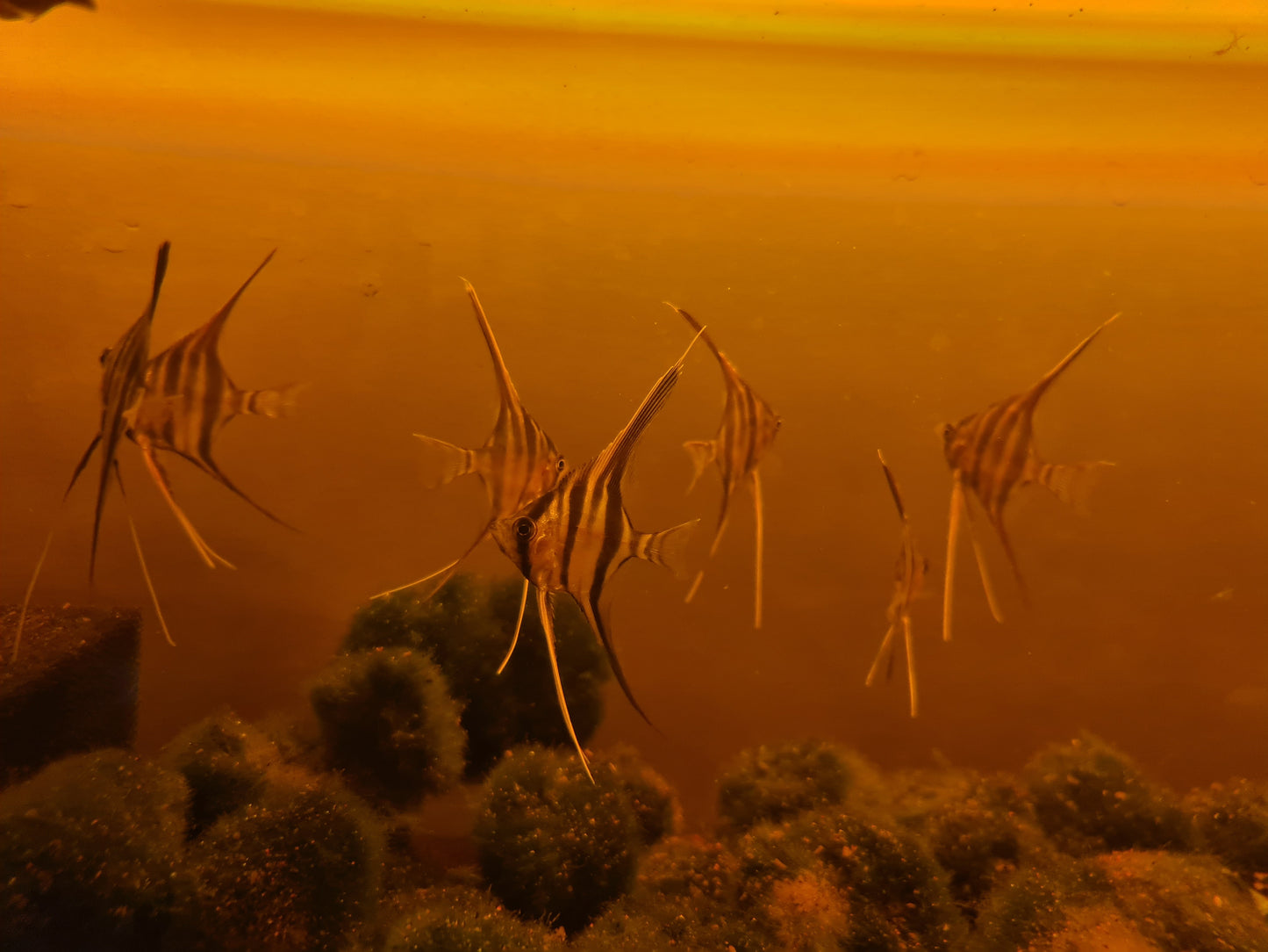 Pterophyllum Altum by Iven Betta