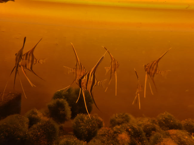 Pterophyllum Altum by Iven Betta