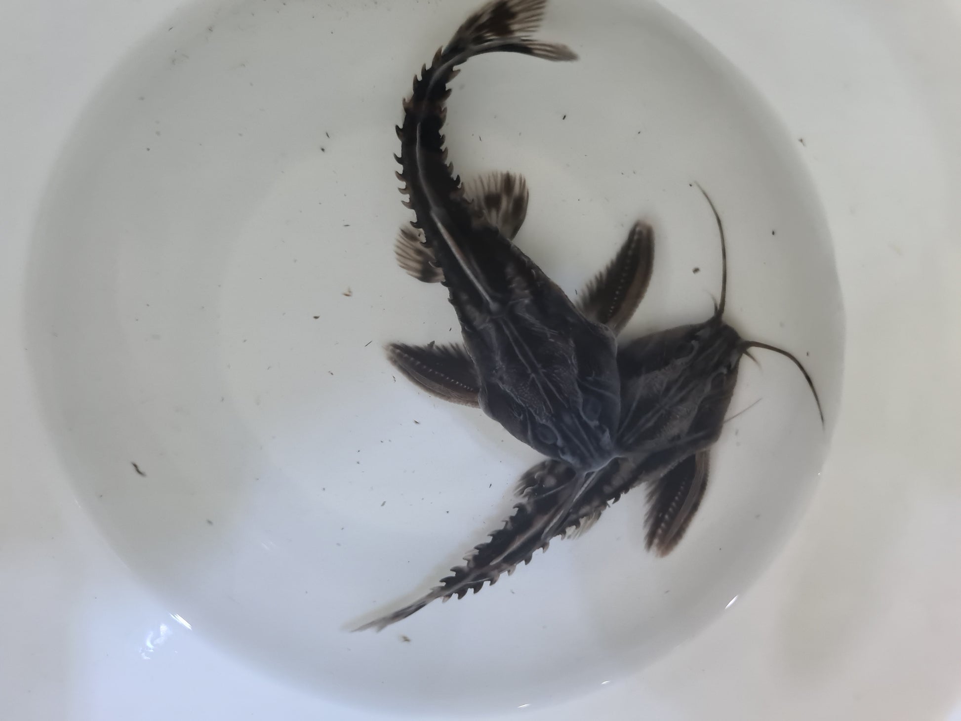 Megalodoras Uranoscopus by Iven Betta