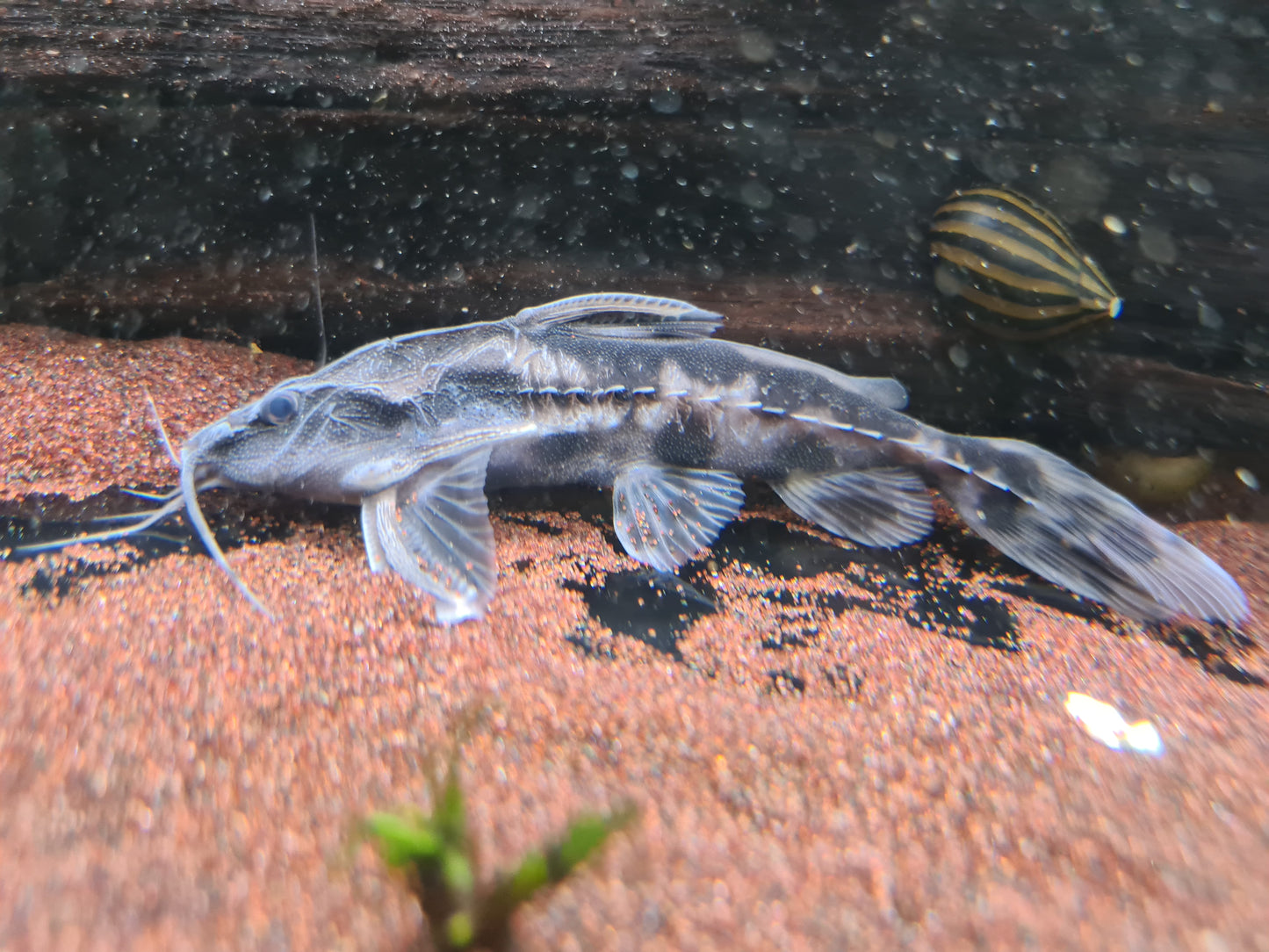 Megalodoras Uranoscopus by Iven Betta